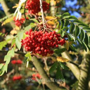 Sorbus wilsoniana
