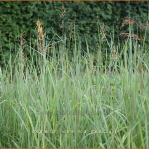Sorghastrum nutans 'Indian Steel'