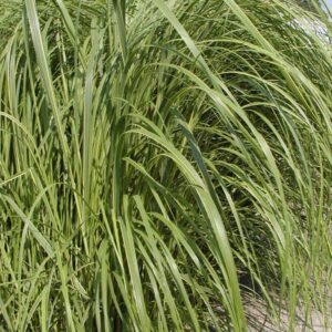 Spartina pectinata 'Aureomarginata'