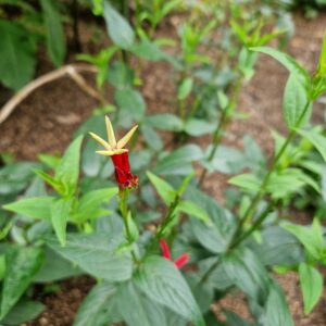 Spigelia marilandica 'Little Redhead'