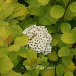 Spiraea betulifolia 'Tor Gold'
