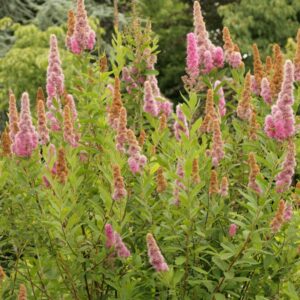 Spiraea billiardii