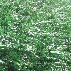 Spiraea cinerea 'Grefsheim'