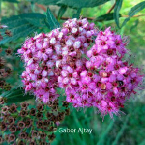 Spiraea japonica 'Dart's Red'