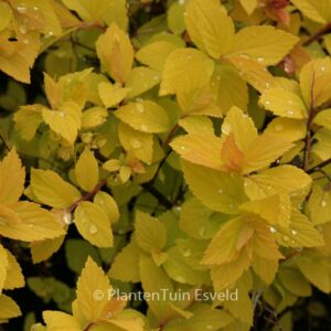 Spiraea japonica 'Firelight'
