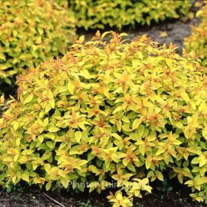 Spiraea japonica 'Goldflame'