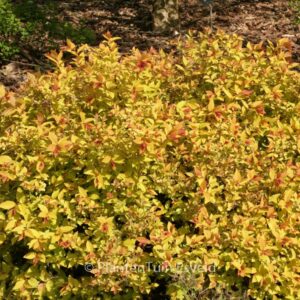 Spiraea japonica 'Goldmound'
