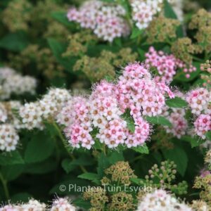 Spiraea japonica 'Little Princess'