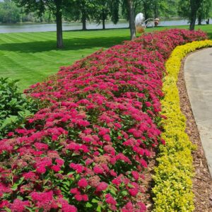 Spiraea japonica 'NCSX2' (Double Play Doozie)