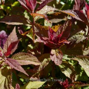 Spiraea japonica 'SMNSJMFR' (Double Play Red)