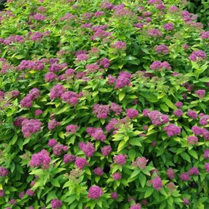 Spiraea japonica 'Yan' (DOUBLE PLAY GOLD)