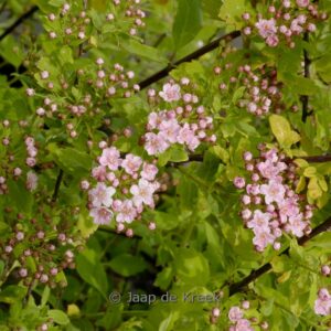 Spiraea nipponica 'Inez'