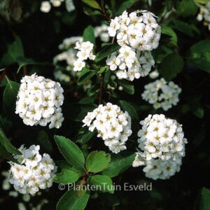 Spiraea vanhouttei
