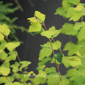 Spiraea vanhouttei 'Gold Fountain'