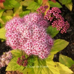 Spirea media 'SMSMBK' (DOUBLE PLAY BLUE KAZOO)