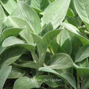 Stachys byzantina 'Big Ears'