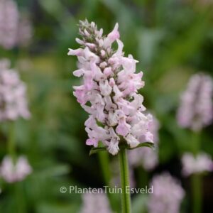Stachys officinalis 'Pinky'
