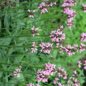 Stachys officinalis 'Saharan Pink'