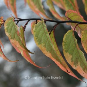 Stachyurus chinensis 'Joy Forever'