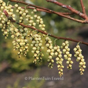 Stachyurus praecox