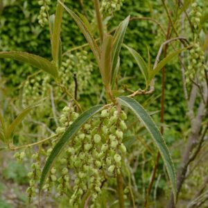 Stachyurus salicifolius