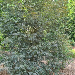 Staphylea colchica 'Black Jack'
