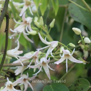 Stauntonia hexaphylla