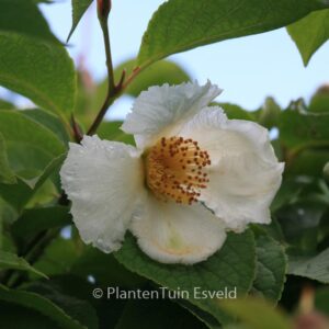 Stewartia pseudocamellia