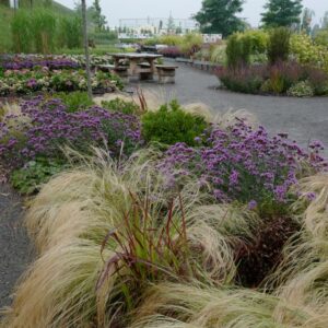 Stipa tenuissima 'Ponytails'