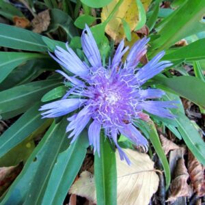 Stokesia laevis 'Blue Star'