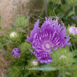 Stokesia laevis 'Mels Blue'