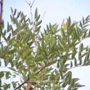Styphnolobium japonicum 'Regent'