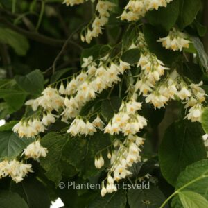 Styrax hemsleyanus