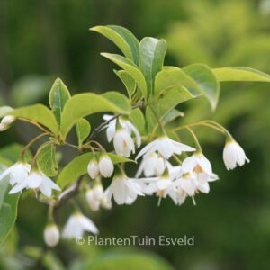 Styrax hookeri var. yunnanensis