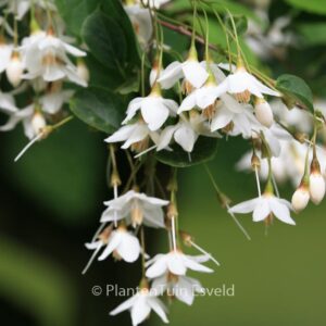 Styrax japonicus
