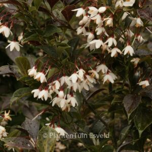 Styrax japonicus 'Evening Light'