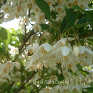Styrax japonicus 'JFS-D' (SNOWCONE)