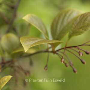 Styrax japonicus 'Peter Catt'