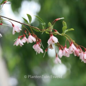 Styrax japonicus 'Pink Chimes'