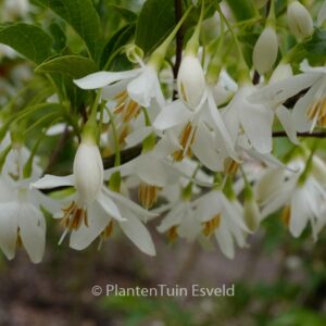 Styrax japonicus 'Tinkerbell'