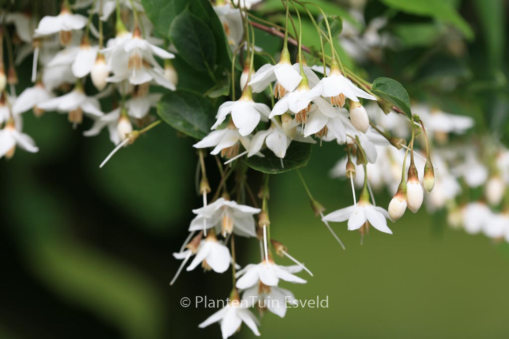 Styrax japonicus
