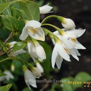 Styrax wuyuanensis