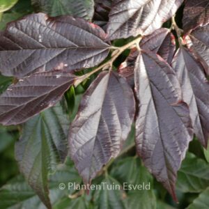 Sycoparrotia semidecidua 'Purple Haze'