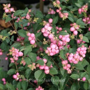 Symphoricarpos 'Kolmcan' (MAGICAL CANDY)