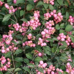 Symphoricarpos 'Magical Sweet'