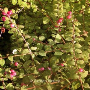 Symphoricarpos chenaultii 'Hancock'