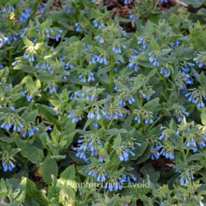 Symphytum azureum