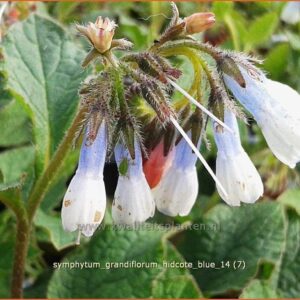 Symphytum grandiflorum 'Hidcote Blue'