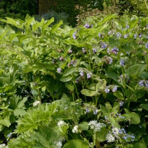 Symphytum grandiflorum 'Wisley Blue'