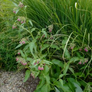 Symphytum officinale 'Moulin Rouge'